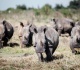 dozens of white rhinos relocated from south africa to rwanda