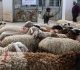 israeli settlers run over livestock in occupied west bank