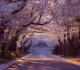 national park services announces the peak times to see cherry blossoms in the u s this year