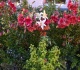 voices i ve worked on my garden for 21 years now i m opening it up to the public