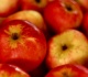 check your pantry popular applesauce recalled over elevated mold level