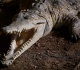 delaying extinction the last ditch race to save the orinoco crocodile