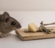 how do i get rid of rodents that are resistant to traditional bait