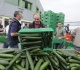 salmonella outbreak linked to whole cucumbers what to know