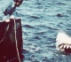 jaws shark bruce spent 25 years in a junkyard before becoming a museum showpiece