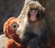 how to visit the viral monkey punch in japan s ichikawa city zoo
